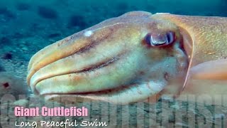 Giant Cuttlefish Swimming Blairgowrie Pier 2015 HD