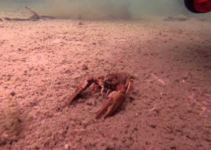 Imatra Sports Supporter P1 Valkeajärvi 2015 | aquasport.tv