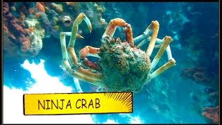 NINJA CRAB Molts, Falls and Somersaults across Sand 2015 HD | aquasport.tv