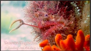THE FISH THAT FISHES! Tasseled Anglerfish Spinning Its Fishing Lure 2015 HD