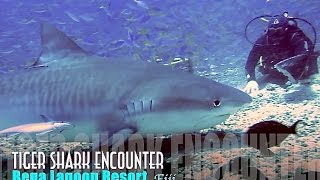 4m Tiger Shark Up Close and Personal Beqa Lagoon Resort Fiji 2015 HD | aquasport.tv
