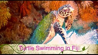 Turtle Swimming at Beqa Lagoon Resort Fiji 2015 HD