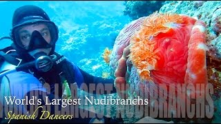 World’s Largest Nudibranchs Pair of Spanish Dancers Beqa Fiji 2015 HD