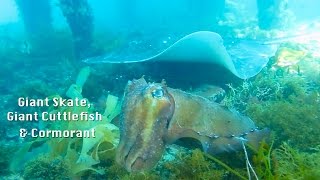 Giant Skate, Giant Cuttlefish and Cormorant Scuba Flinders Pier 2015 HD | aquasport.tv