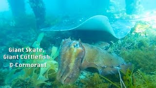 Giant Skate, Giant Cuttlefish and Cormorant Scuba Flinders Pier 2015 HD