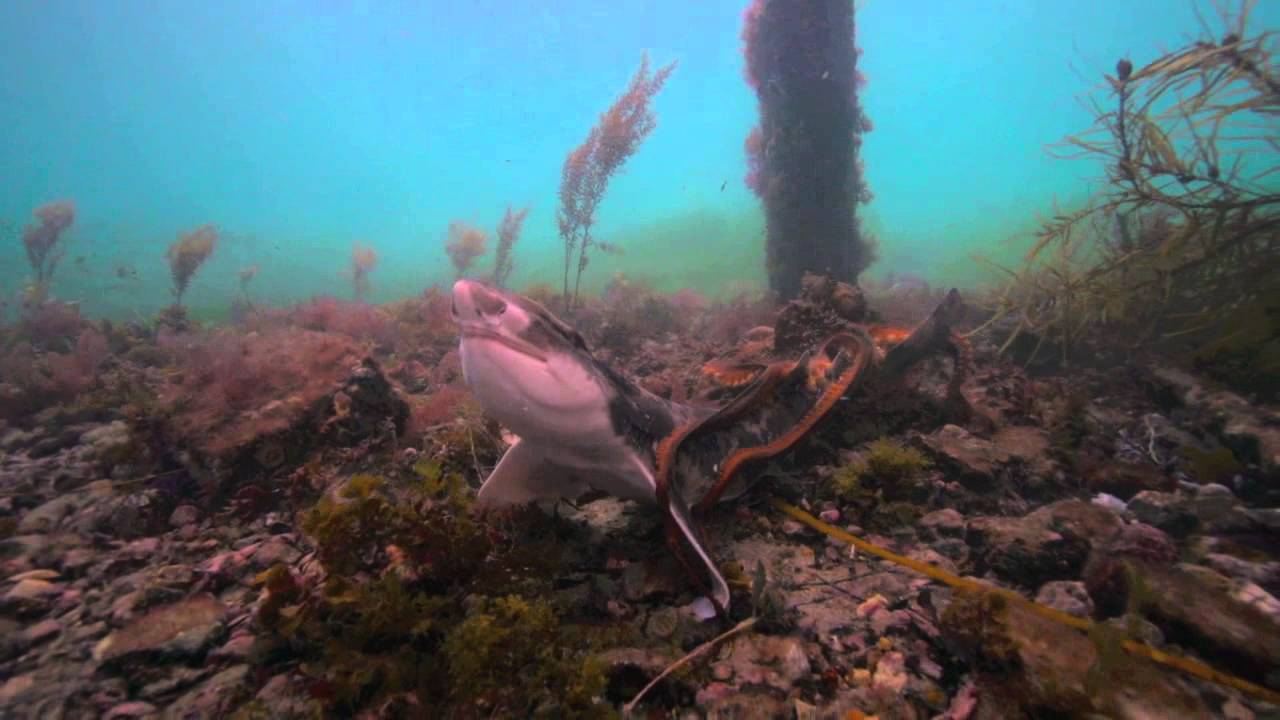 Octopus captures and releases a small Shark