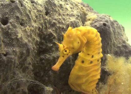 Seahorse Birth and Courtship.Wild footage | aquasport.tv