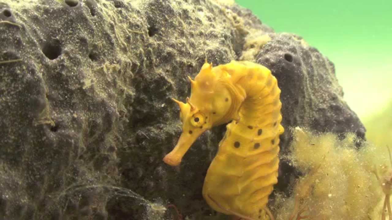 Seahorse Birth and Courtship.Wild footage
