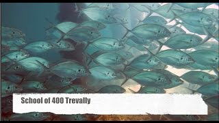 School of 400 Trevally Scuba at Flinders Pier Fish 2015 HD