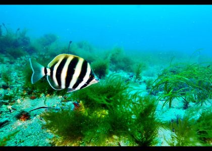 Wreck of the Phoenix | aquasport.tv