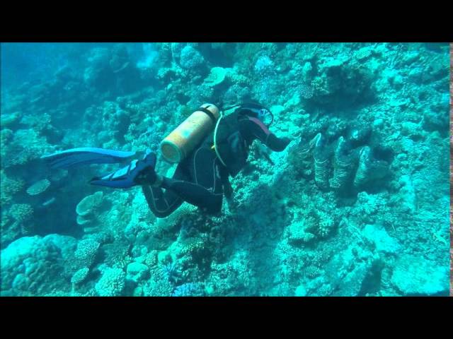 Diving in the great barrier reef