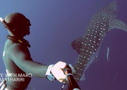 THE WHALE SHARK