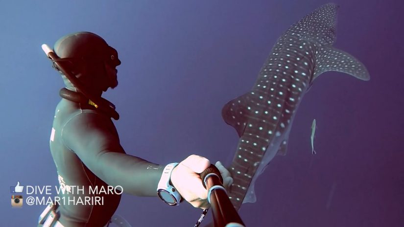 THE WHALE SHARK