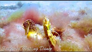 Romantic Seahorse Mating Dance in the Ocean 2016 HD