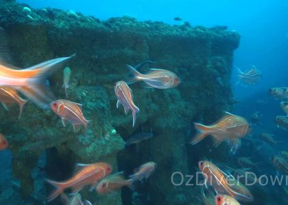 Unidentified 52m | aquasport.tv