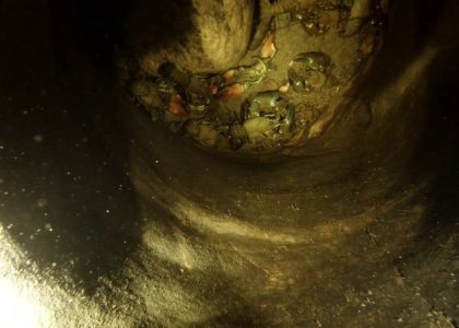 Crab Arena - the camera drops into a hibernation | aquasport.tv