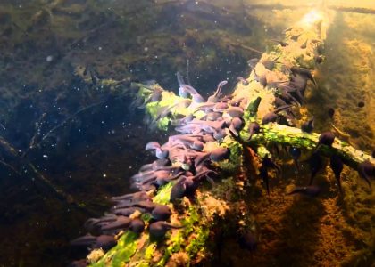 Frog's chicks | aquasport.tv