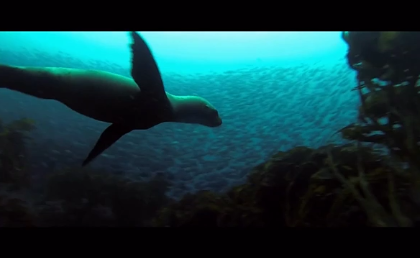Seal in Brighton | aquasport.tv