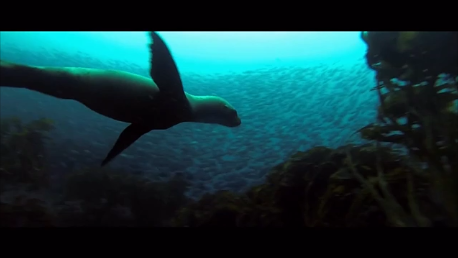 Seal in Brighton | aquasport.tv