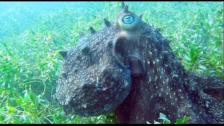 ENORMOUS Maori Octopus Swims and Poses for the Camera Flinders Pier Australia