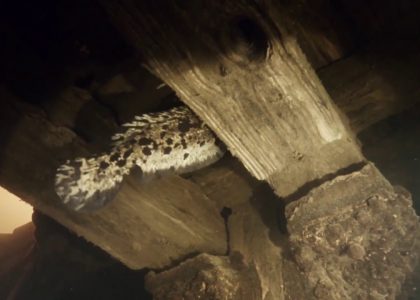 My goodness what a dice! | aquasport.tv