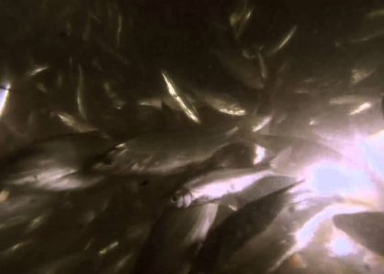 Fish, a lot of fish! | aquasport.tv