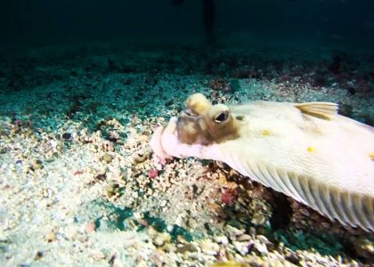 Norja 2011 altantic sealife 2 | aquasport.tv