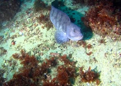 Norway 2011 altantic sealife | aquasport.tv