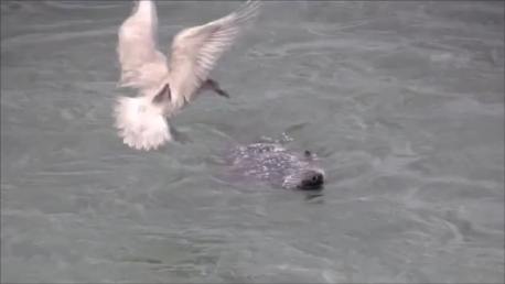 Seal vs. Seagul | aquasport.tv