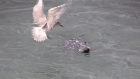 Seal vs. Seagul