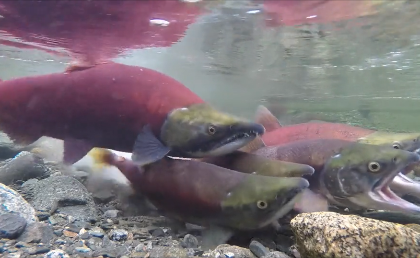 Atlantic Salmon in Canada | aquasport.tv
