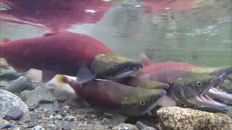 Atlantic Salmon in Canada | aquasport.tv