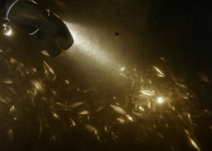 Roach - Rutilus rutilus - at Kutujuhlat  long verion | aquasport.tv