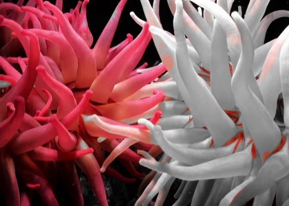 BC Macro impressions | aquasport.tv