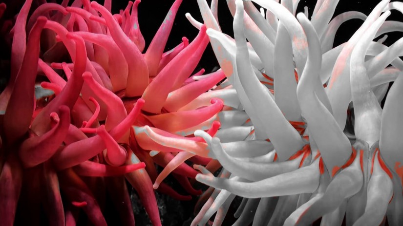 BC Macro impressions | aquasport.tv
