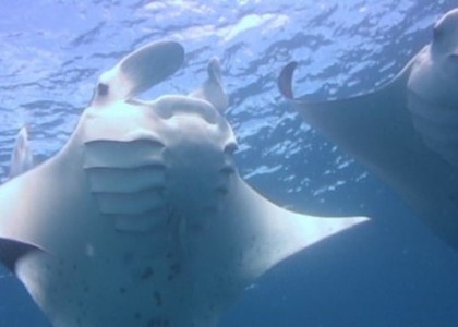 Deep Water in Palau | aquasport.tv