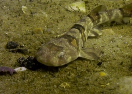 The dance of the Puffadder Shyshark | aquasport.tv