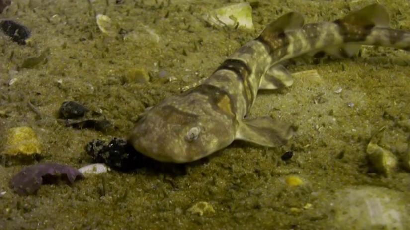 The dance of the Puffadder Shyshark | aquasport.tv