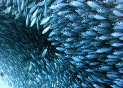 Sardines in Bonaire | aquasport.tv
