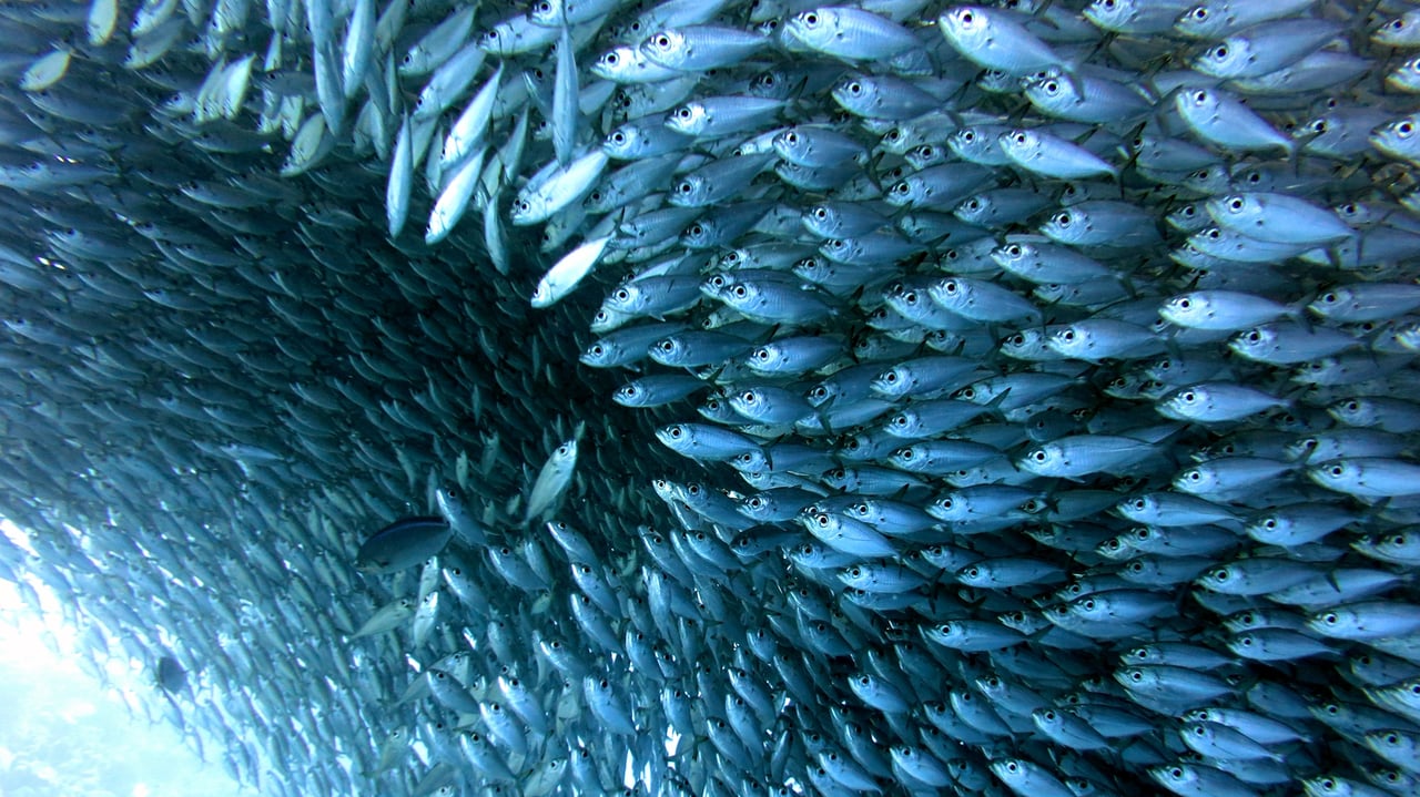 Sardines in Bonaire