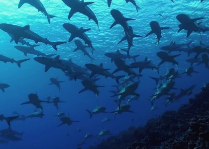 The wall of the sharks | aquasport.tv