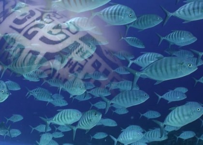 Diving the Fakarava Atoll in the Tuamotu Archipelago | aquasport.tv