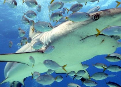 Sharks in Nassau, Bahamas | aquasport.tv