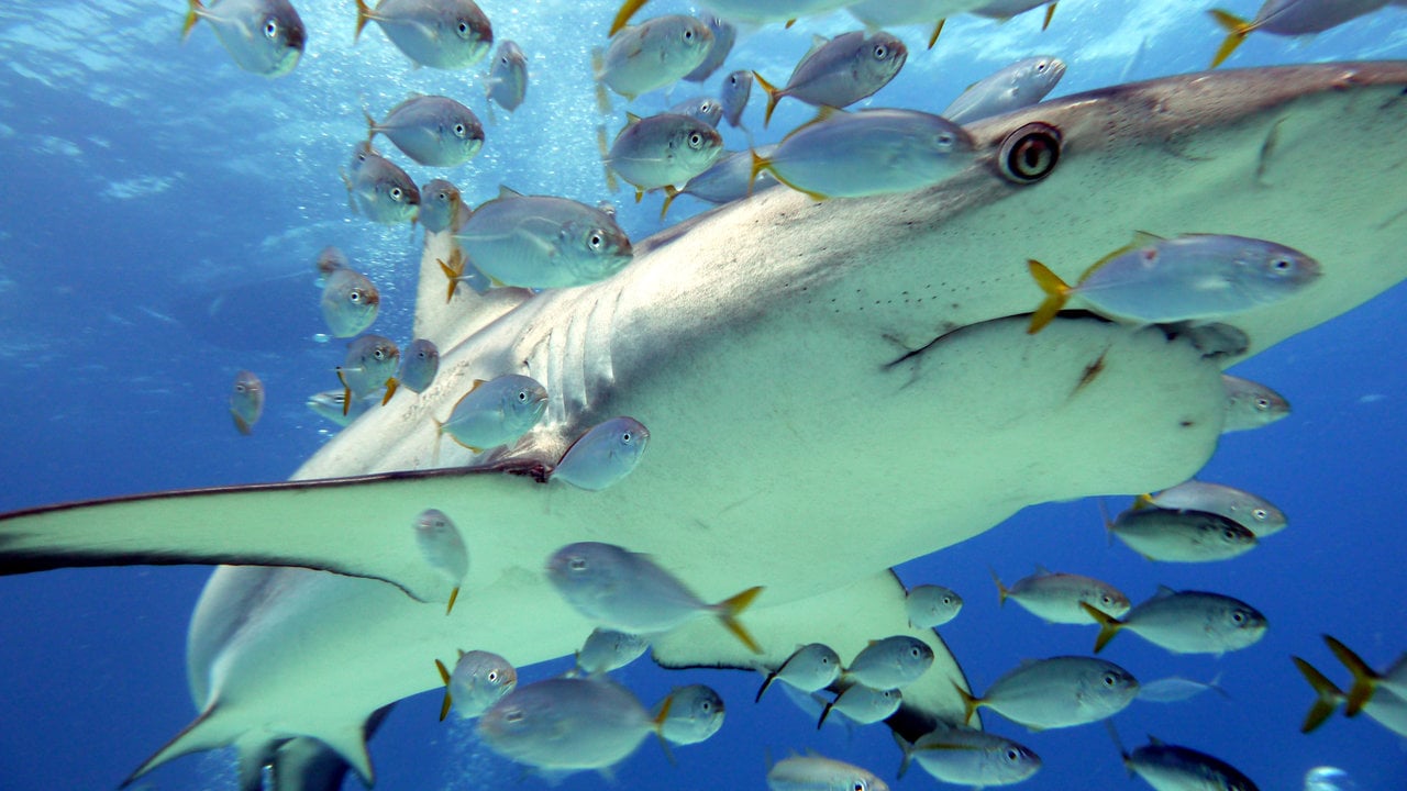 Sharks in Nassau, Bahamas
