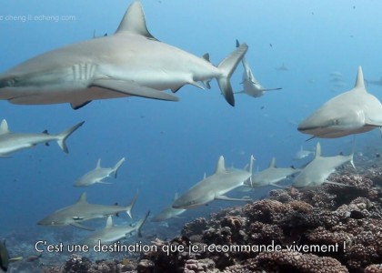 Plenty of sharks in the French Polynesia | aquasport.tv