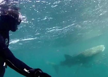 Ningaloo Reef, Australa - Free diving | aquasport.tv