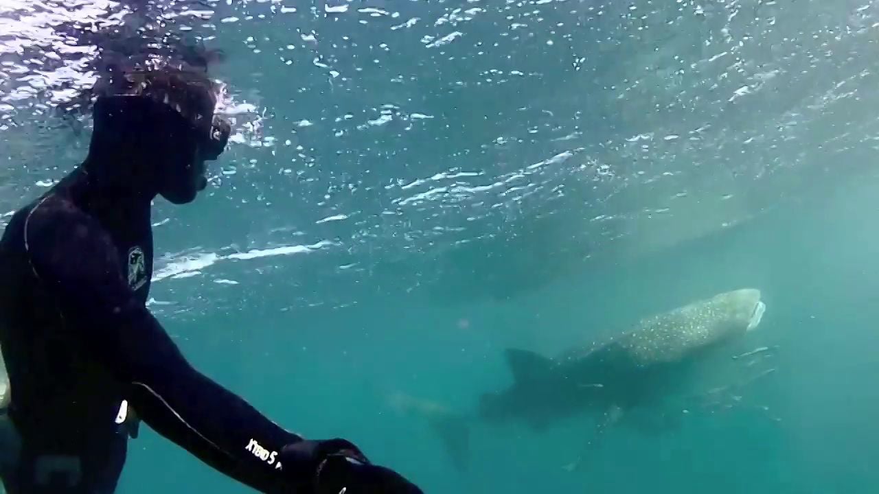 Ningaloo Reef, Australa – Free diving