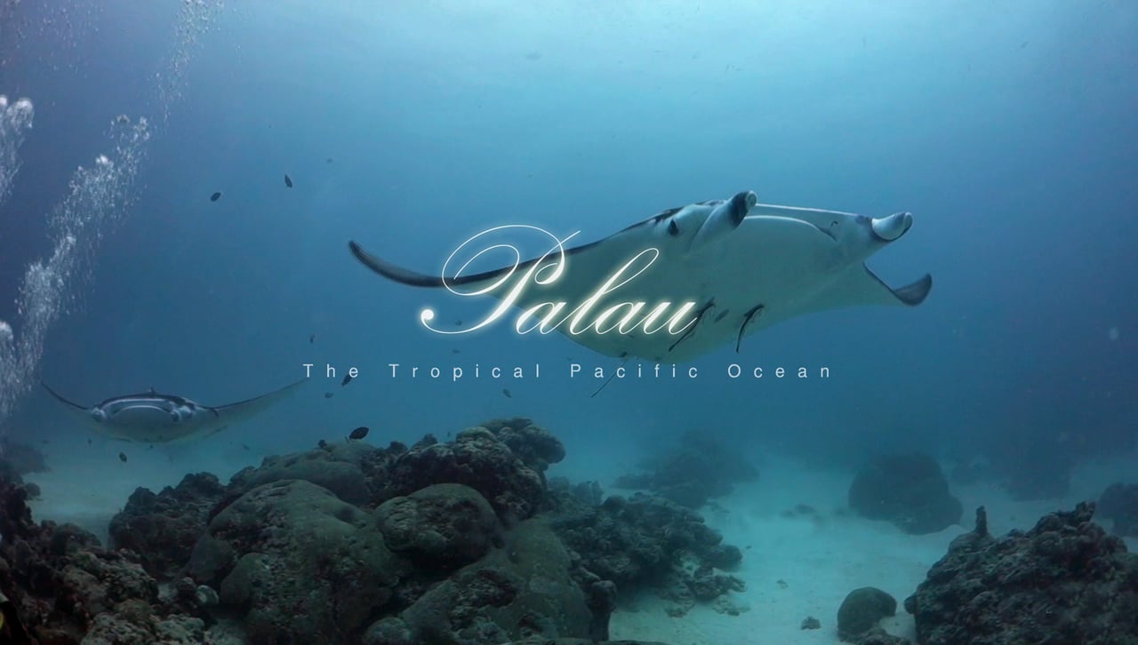 Open Water in Palau | aquasport.tv