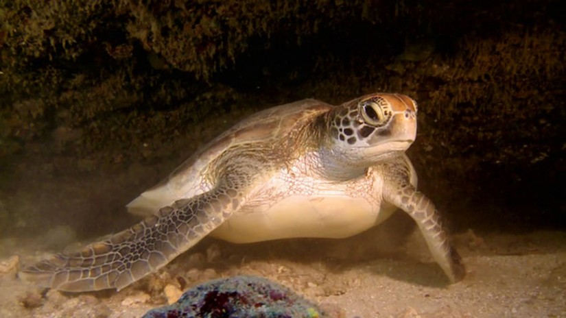 Opera underwater | aquasport.tv