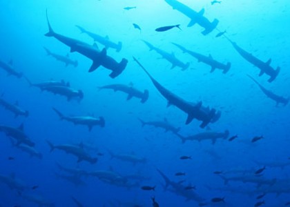 Whale sharks and many other fish on Galapagos, Ecuador | aquasport.tv